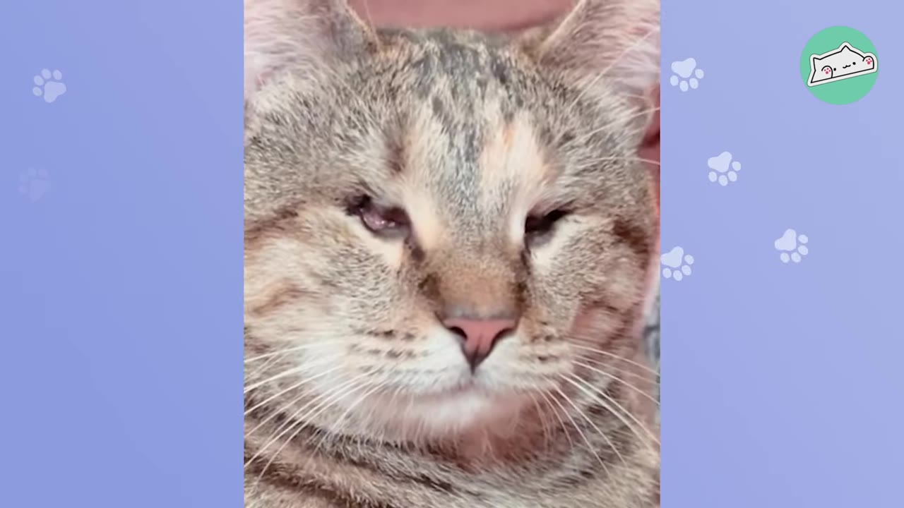 A close-up portrait of a tabby cat named Sophie, showing her face with closed, undeveloped eye sockets due to being born without ocular orbs.
