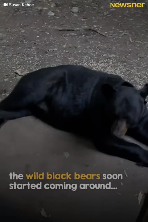 A large black bear lying down on a flat surface outdoors.