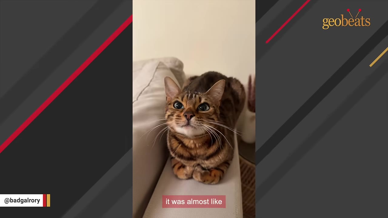A close-up of a Bengal cat sitting in a loaf position on the arm of a white sofa, looking up with wide, expectant eyes.