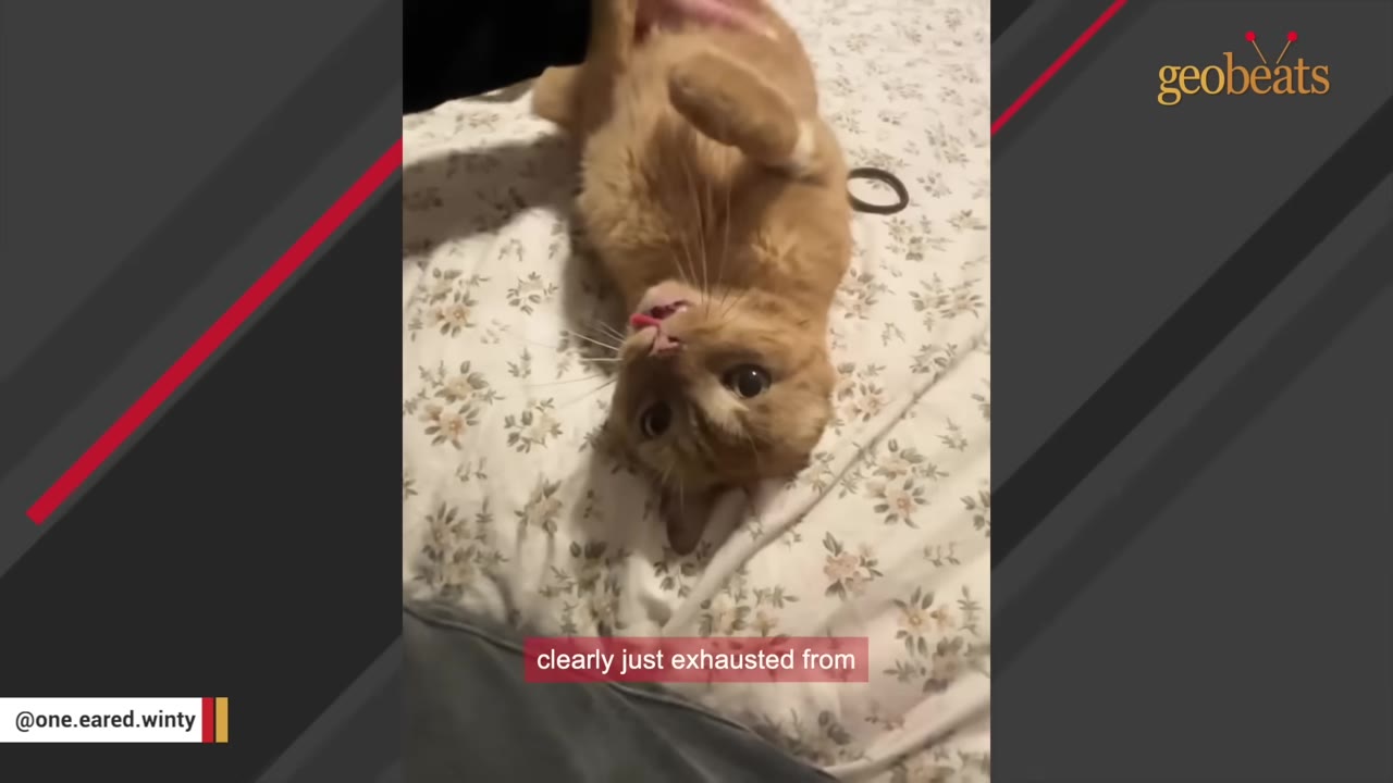 An orange cat lying upside down on a floral patterned blanket, looking up at the camera with its tongue slightly sticking out.