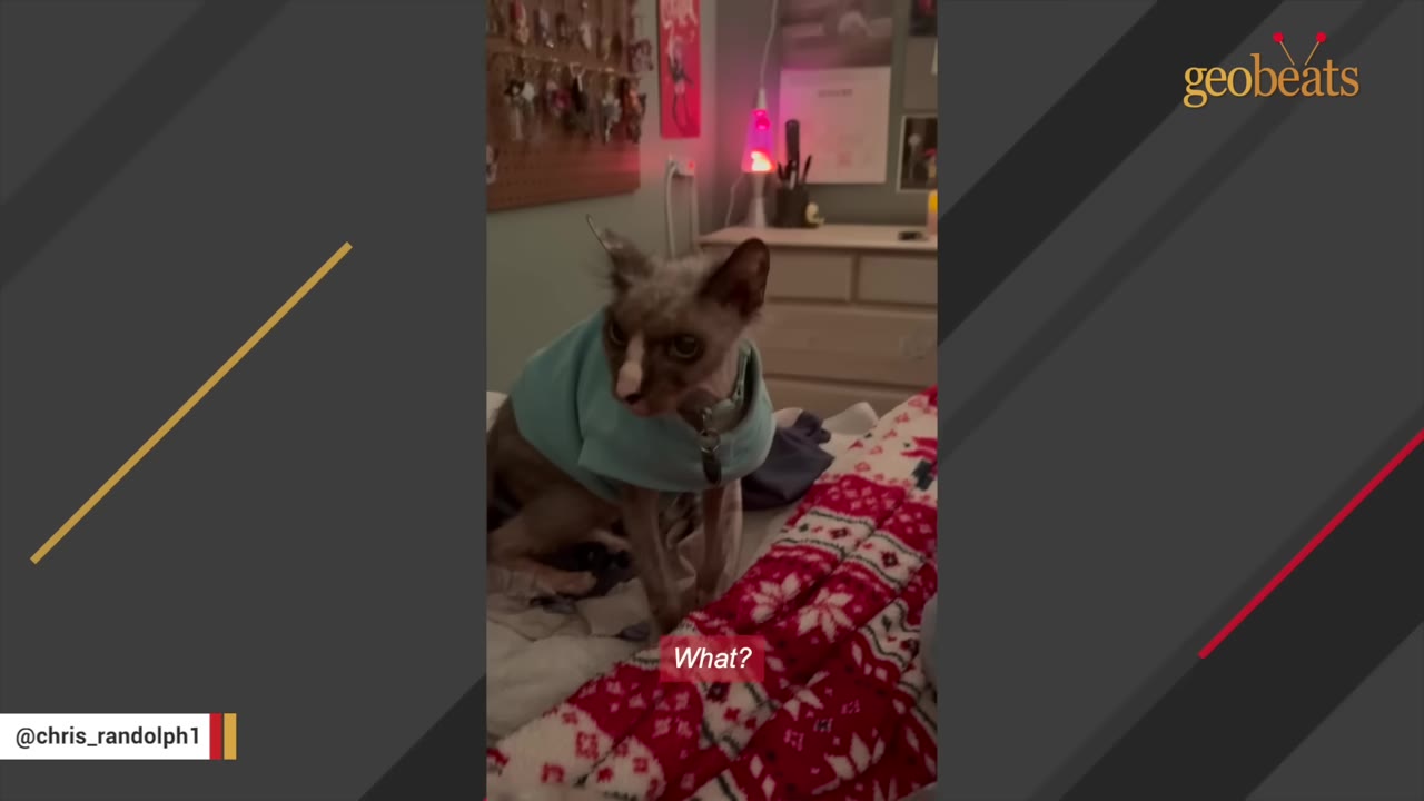 A small, hairless-mix cat wearing a light blue hoodie sits on a bed with a red and white patterned blanket, looking forward with its mouth slightly open as if vocalizing.