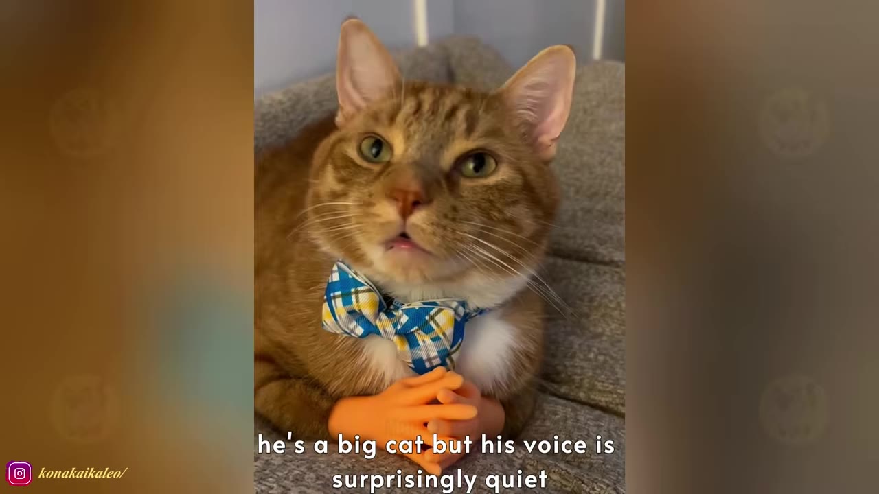 An orange and white tabby cat wearing a blue and yellow plaid bow tie and holding tiny plastic hands, looking forward with a slightly open mouth.
