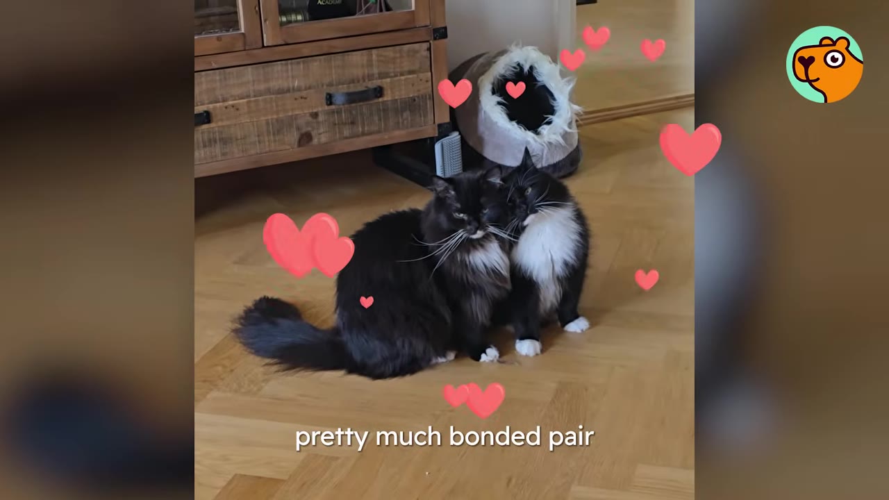 Two fluffy black and white cats sit close together on a wooden floor, surrounded by animated pink hearts, with the text 'pretty much bonded pair' at the bottom.