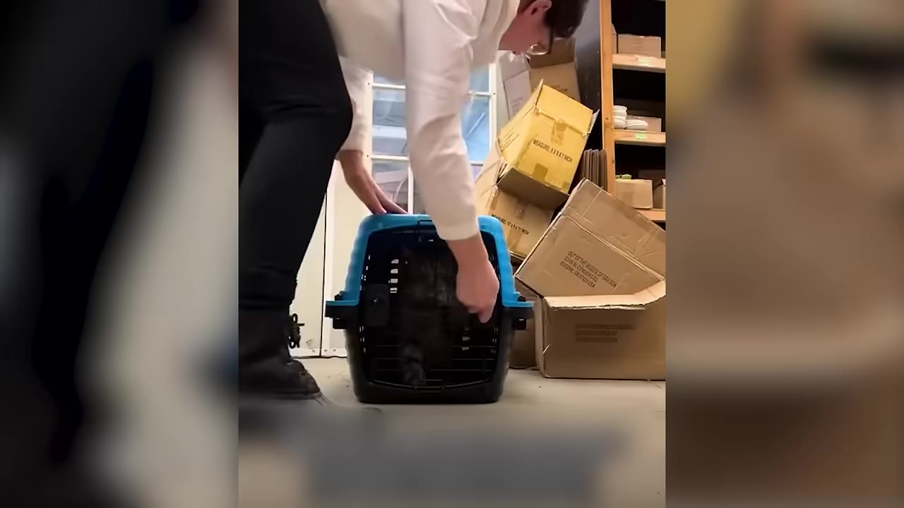 A person in a white shirt and black pants gently places a dark cat into a blue and black pet carrier on the floor.