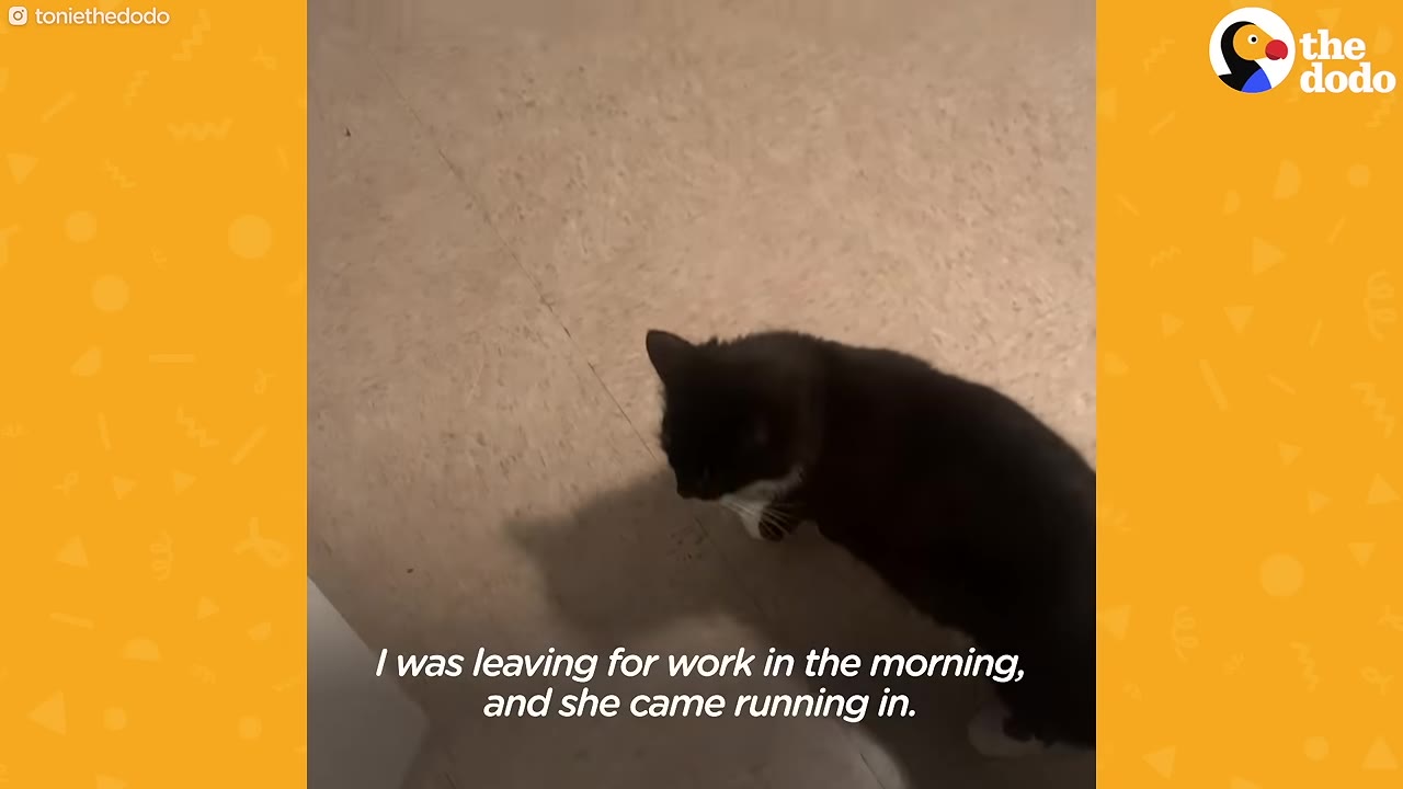 A black and white cat walks across a light-colored floor inside a house.