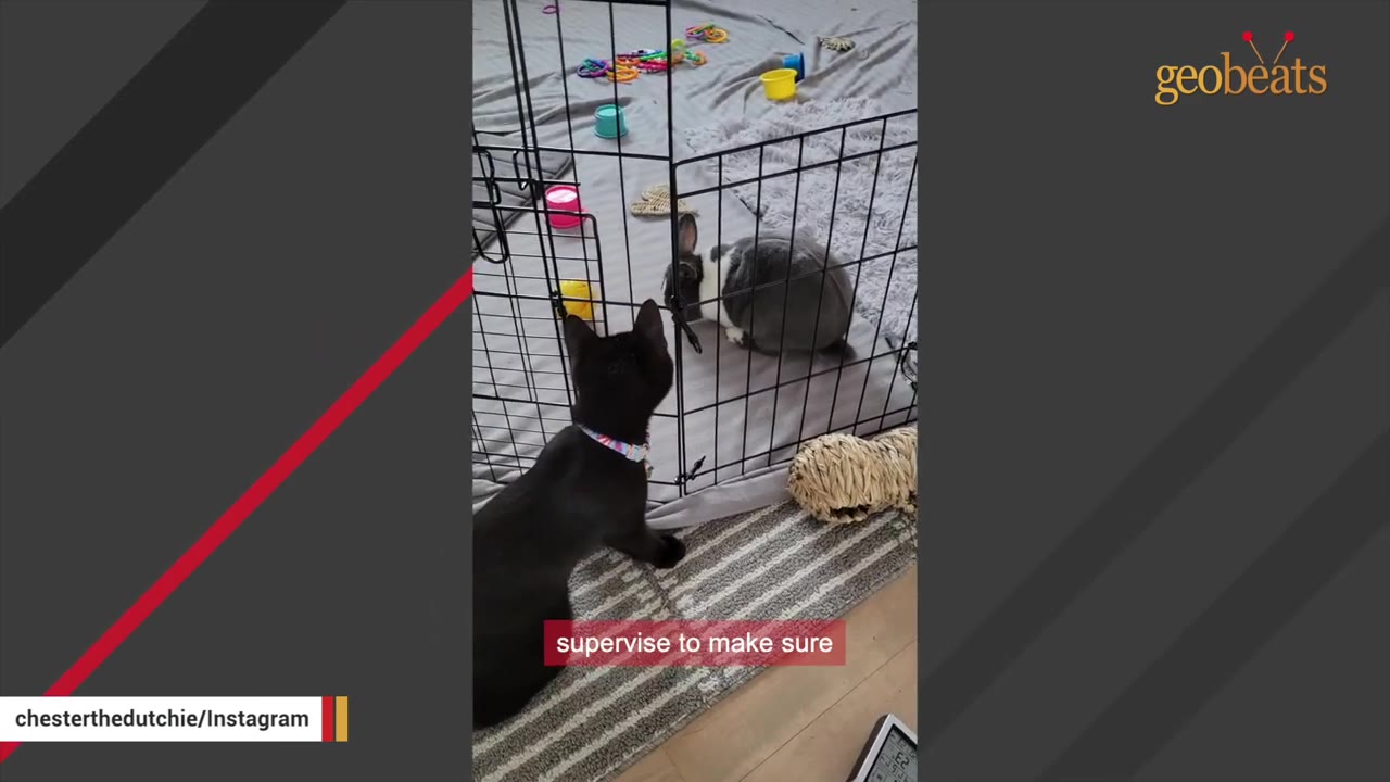 A black cat sits on a striped rug, looking through a wire playpen fence at a grey and white rabbit sitting inside.