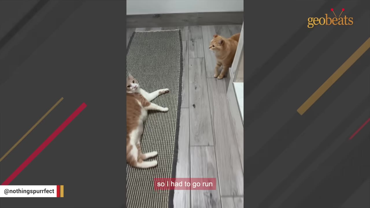 An orange and white cat lies on a striped rug looking up at the camera, while an orange cat stands nearby on a wooden floor.
