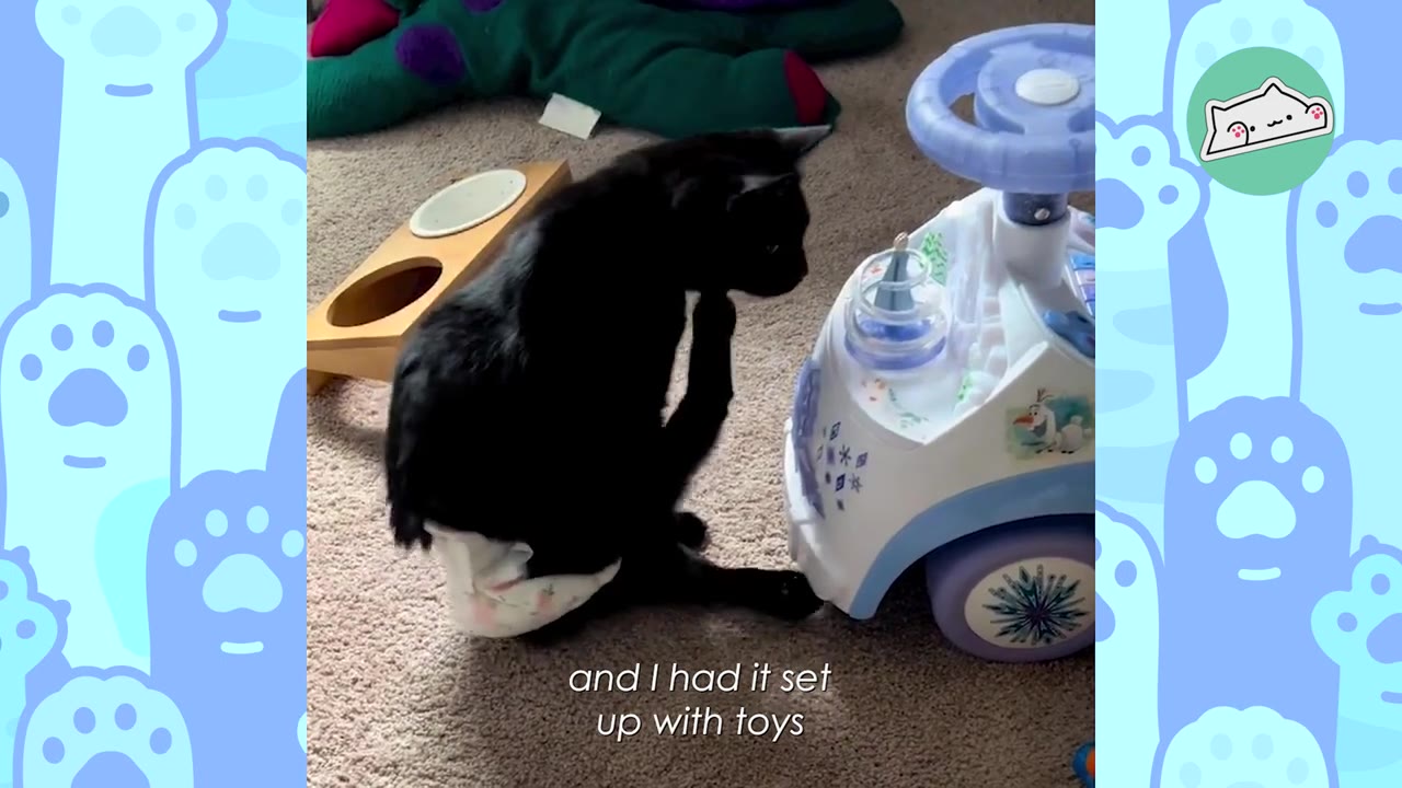 A black cat wearing a diaper sits on a carpeted floor next to a toy car.