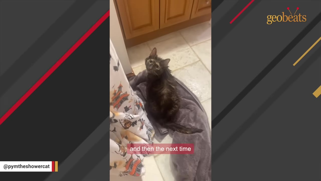 A wet dark-furred cat sits on a grey towel on the bathroom floor, looking up with wide, curious eyes.