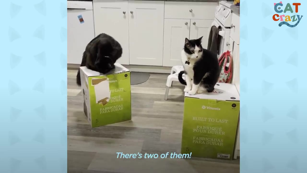 A black cat and a black-and-white cat each sit on their own green Vitamix cardboard box in a kitchen, with the caption 'There's two of them!' below.
