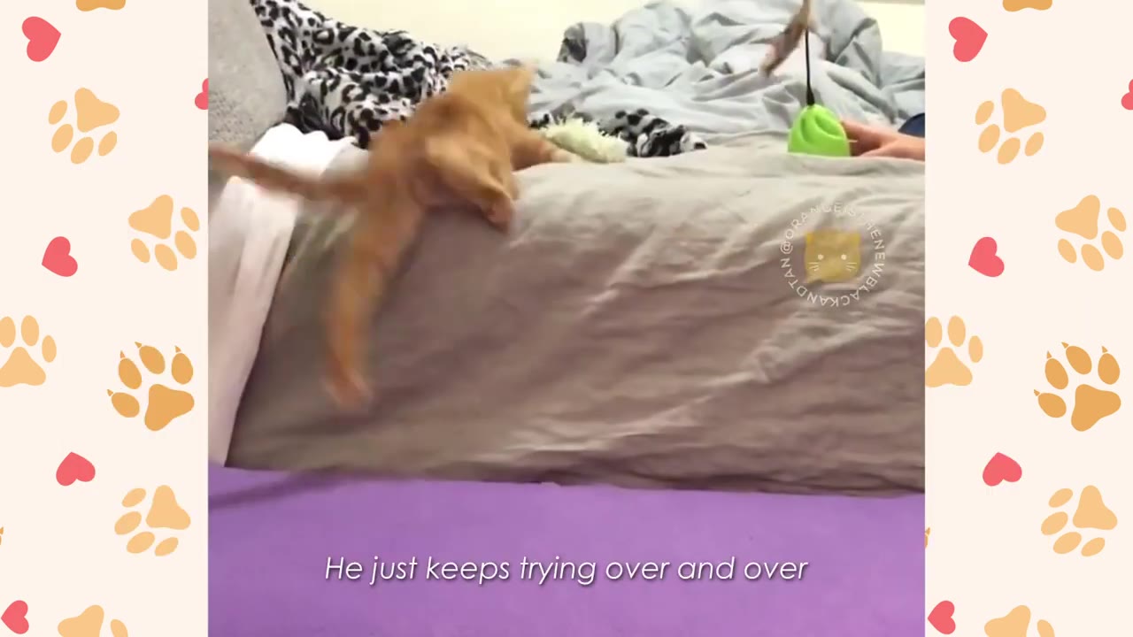 An orange kitten struggles to pull itself up onto a bed covered with a grey duvet, showing determination despite its physical challenges.