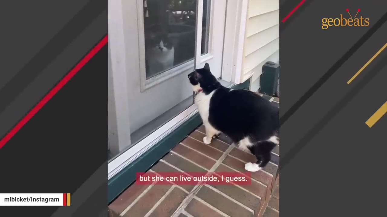 A black and white cat stands on a brick step outside a glass door, looking at another black and white cat sitting inside the house.