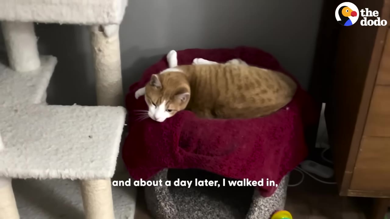 An orange and white cat lying down on a red blanket placed on top of a cat tree.