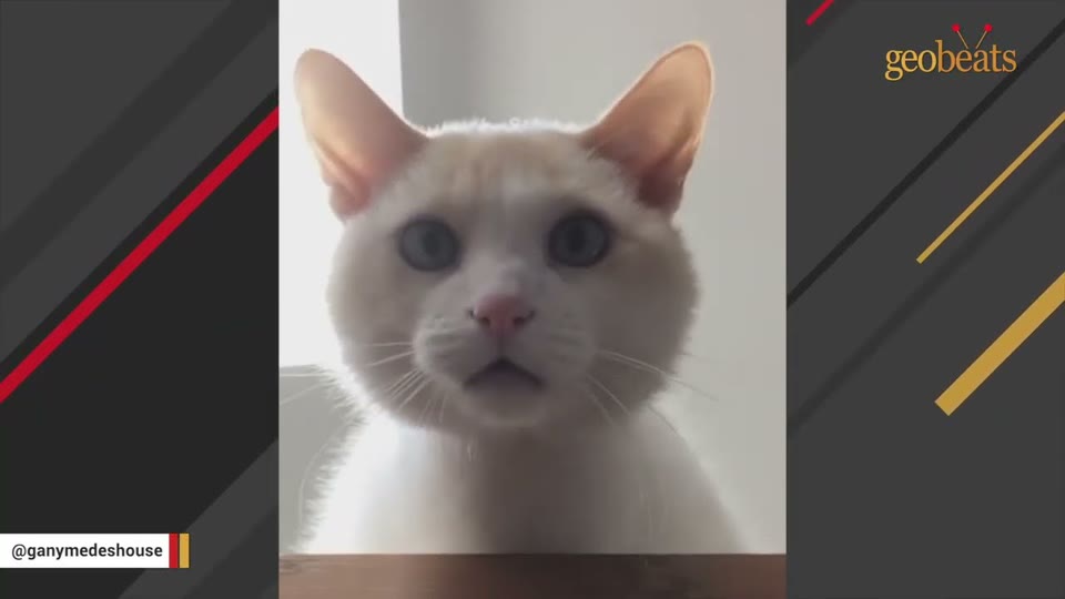 Video frame for A Familiar Face