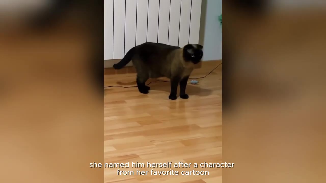 A Siamese cat standing cautiously on a wooden floor near a white radiator, looking around the room.