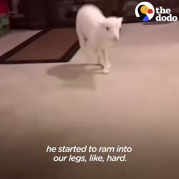A small white lamb walks forward across a carpeted floor, with text on screen reading 'he started to ram into our legs, like, hard.'