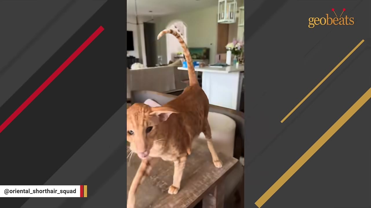An orange Oriental Shorthair cat with large ears stands on a wooden table, looking forward with an expressive face.