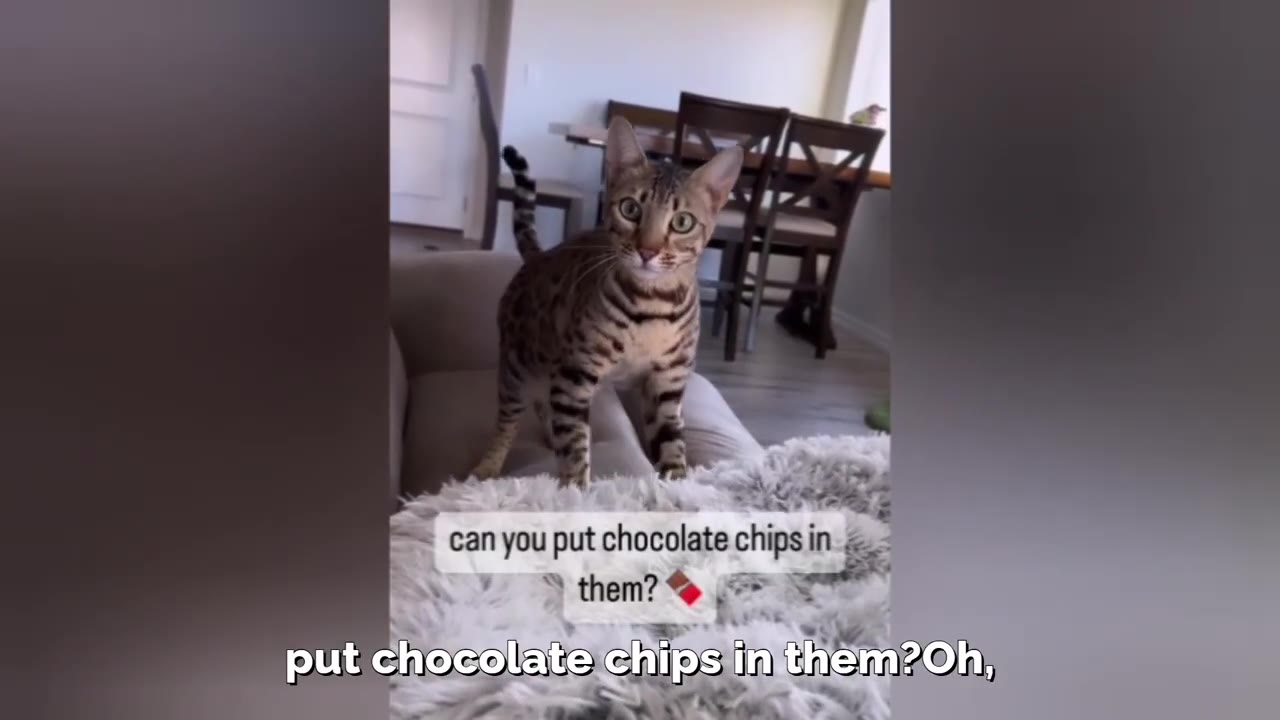A Bengal cat stands on a couch, looking directly at the camera with wide, expressive eyes.