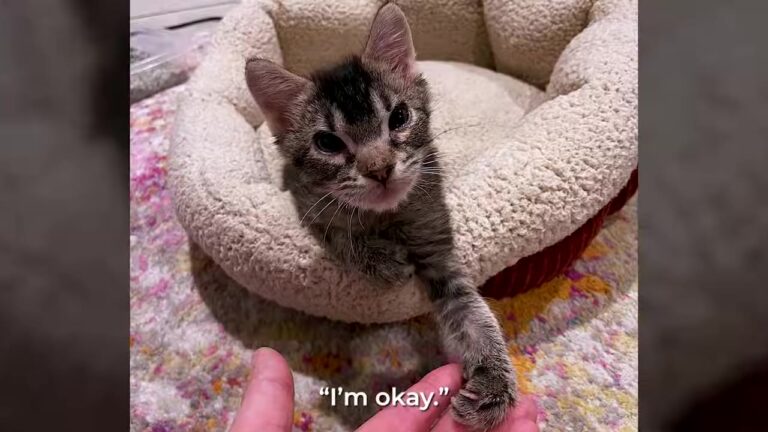 California Woman Took In A Struggling Kitten, But Soon Realized He Was The One Saving Her