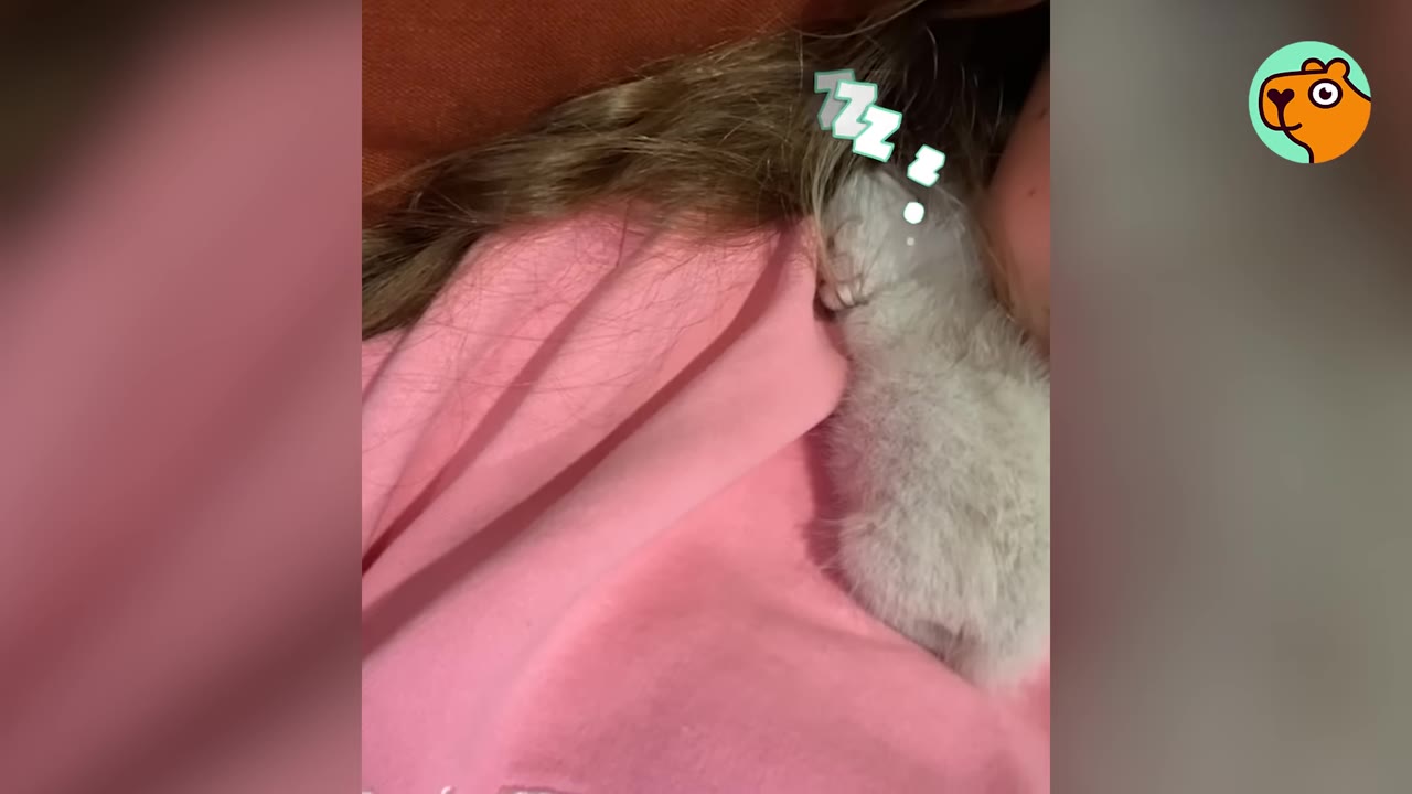 A tiny, fluffy white kitten sleeping peacefully tucked against a person wearing a pink shirt, with cartoon 'Zzz' graphics near its head.