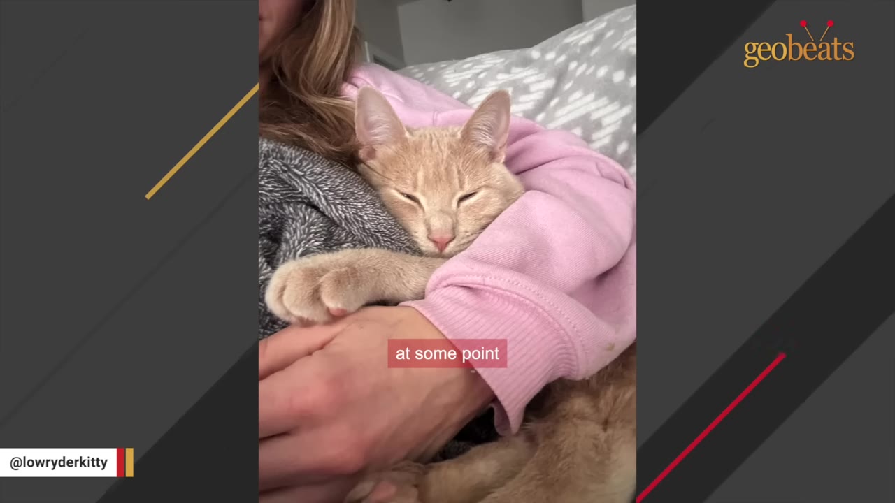 A light orange cat sleeping peacefully while being held and cuddled by a person wearing a pink sweatshirt.
