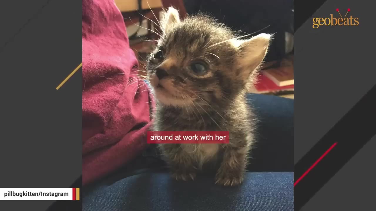 A tiny tabby kitten with large blue eyes sits on a person's lap, looking up attentively.