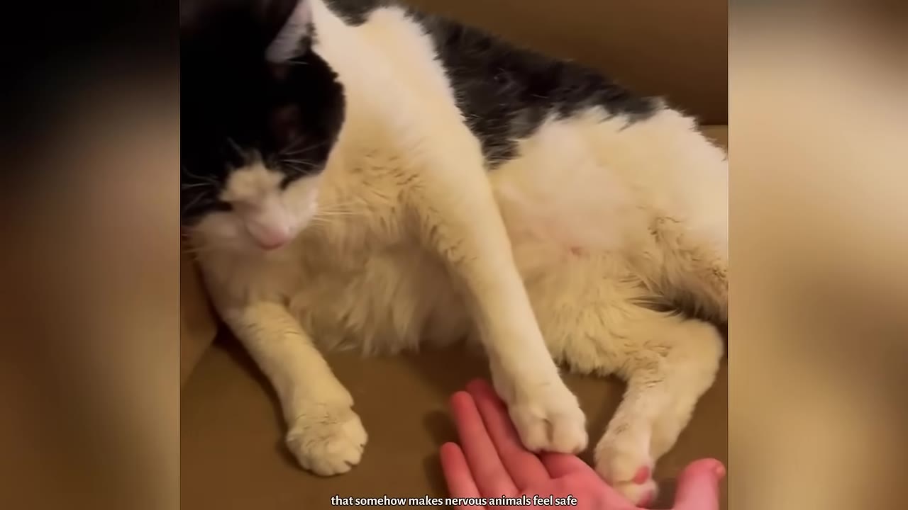 A black and white cat lying down calmly while a person gently places their hand near its paw.