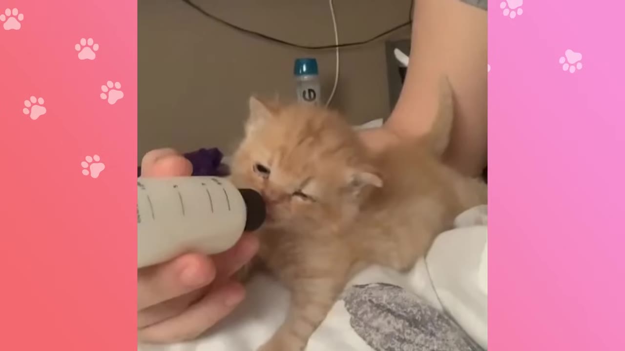A small orange kitten eagerly latches onto a bottle held by a person's hand, drinking milk.