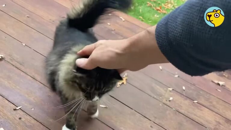 Iowa Man Didn’t Want A Feral Cat In His Yard, But One Tiny Gesture Changed His Heart Forever