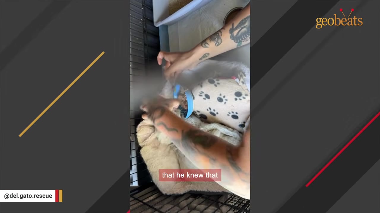 A cat resting in a soft pet bed with a paw-print blanket is gently cradled and touched by a person with tattooed arms.