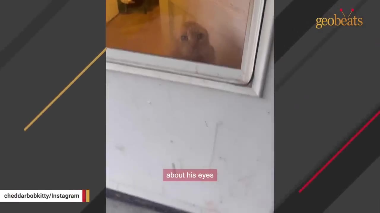 An orange cat looking out through a glass window pane of a door.