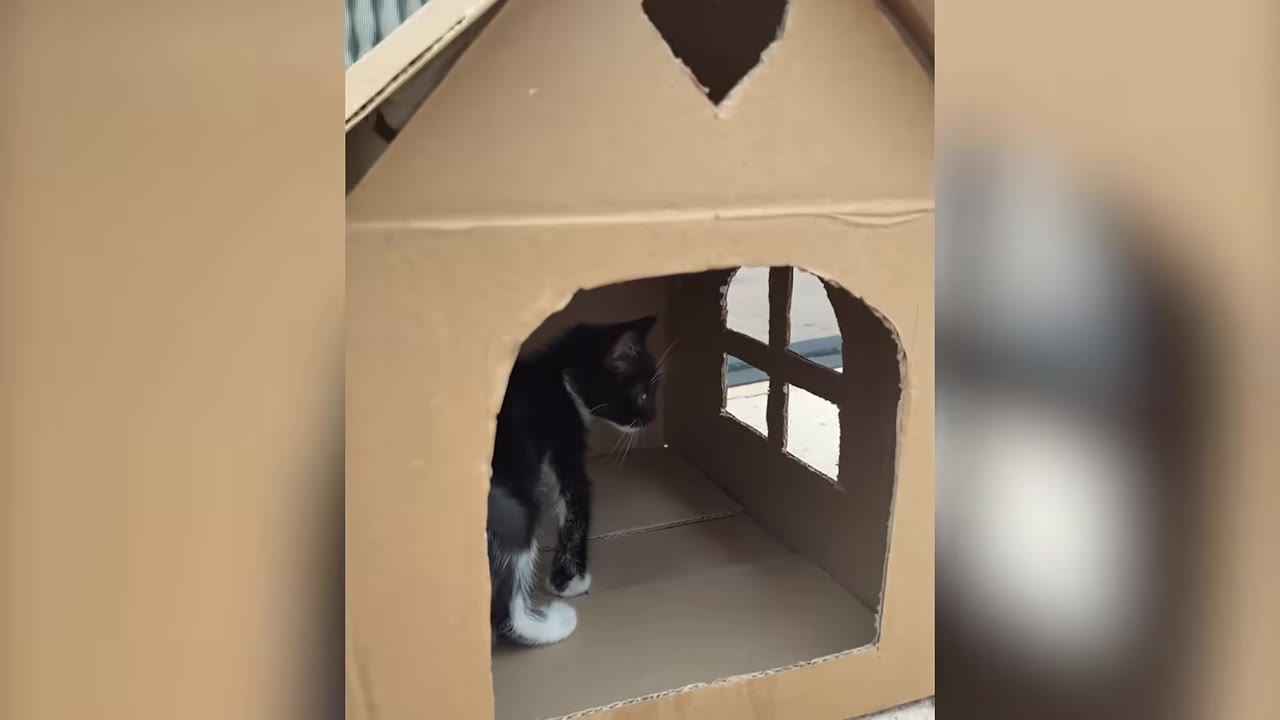 A small black and white kitten standing inside a homemade cardboard house with a heart-shaped cutout and a window.