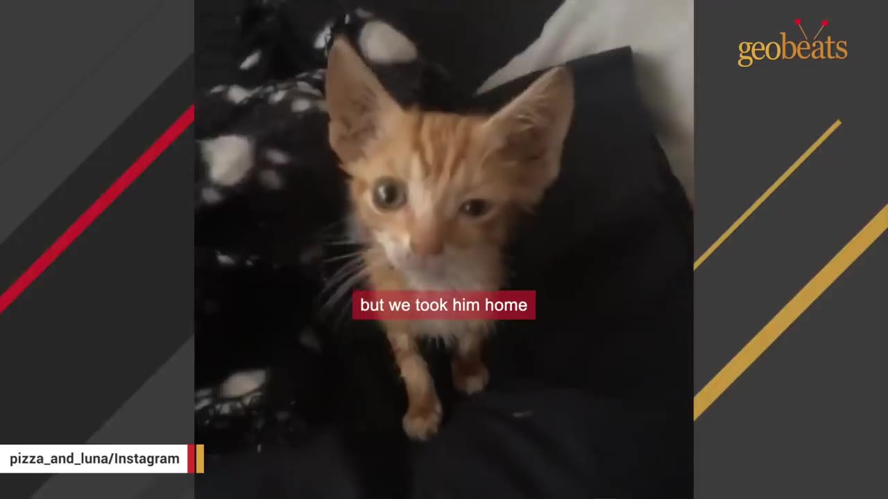 A small, thin orange tabby kitten with large ears looks directly at the camera, appearing scruffy and malnourished.
