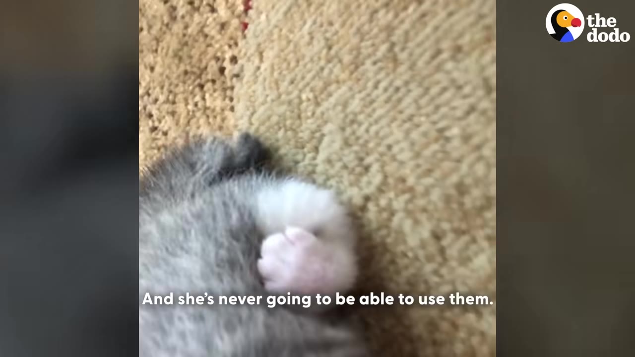 A close-up shot of a small kitten's malformed back leg and paw resting on a textured carpet.