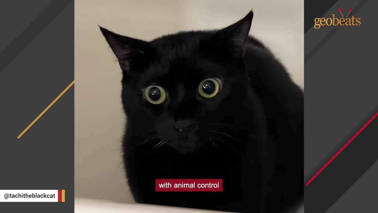 A close-up of a black cat with wide, startled yellow-green eyes looking directly at the camera.