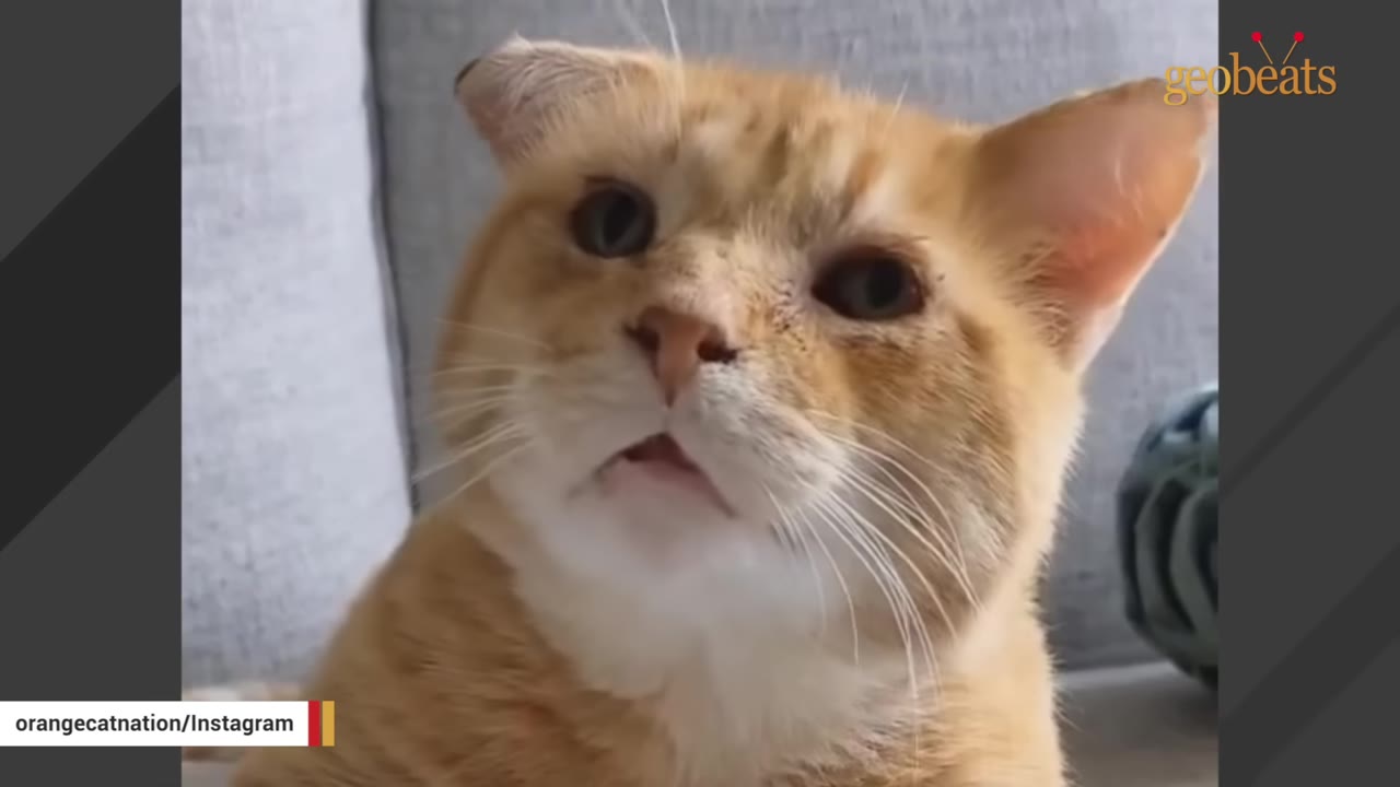 A close-up shot of an orange tabby cat with a folded right ear and a slightly asymmetrical face, looking directly at the camera.