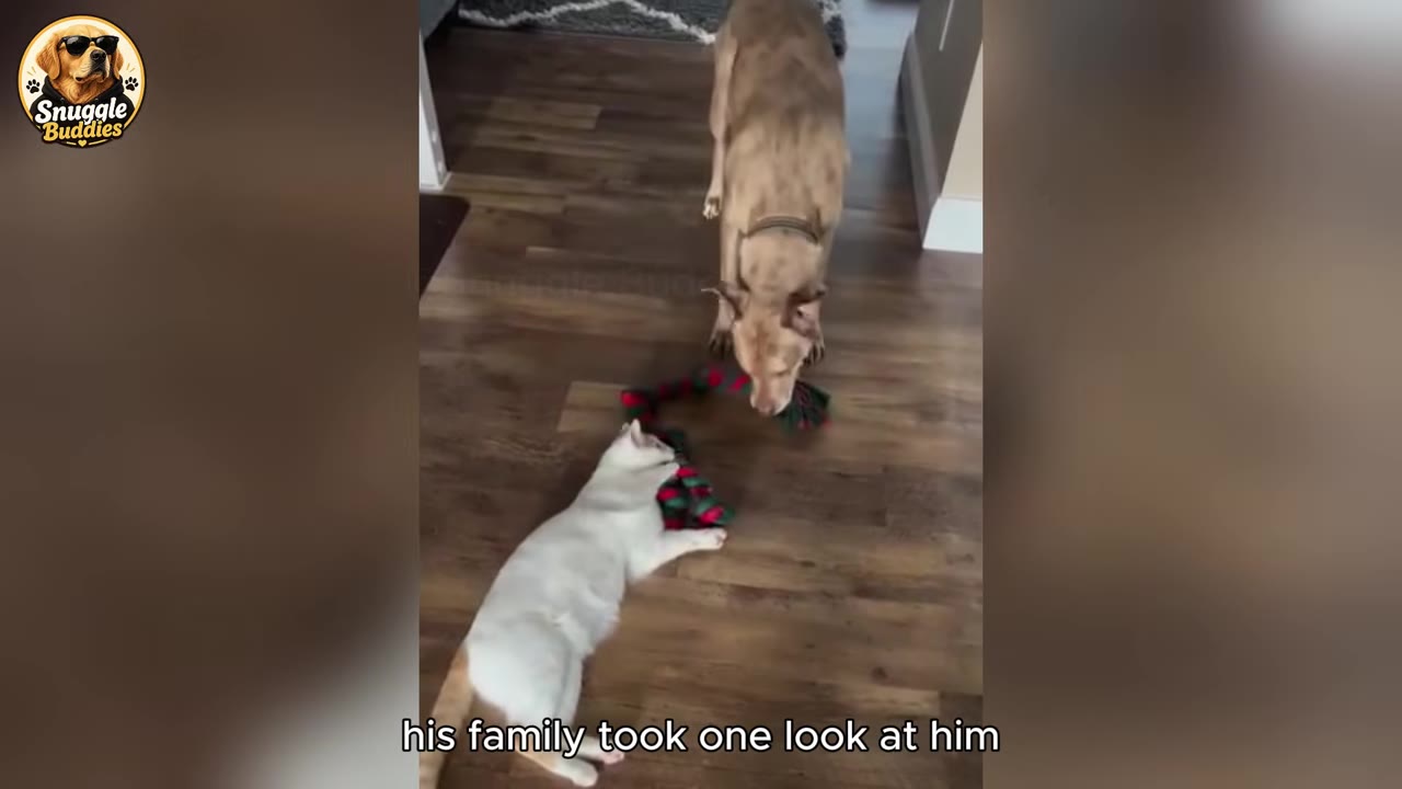 A light brown dog and a white cat with a ginger tail play together with a red and green rope toy on a wooden floor.