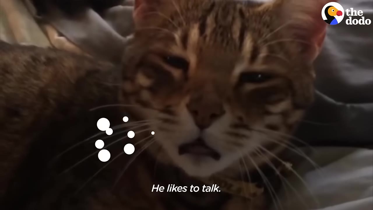 A close-up of a brown tabby cat looking at the camera with a subtitle that reads 'He likes to talk.'