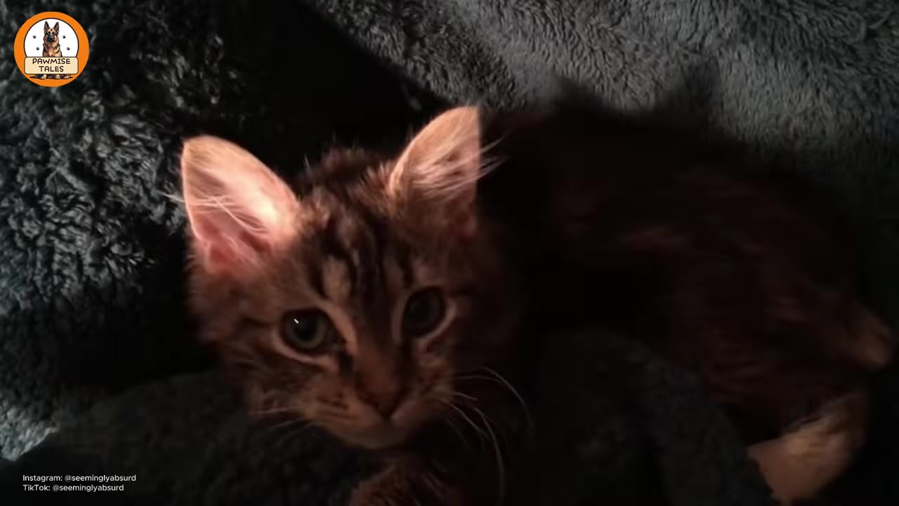 A close-up of a fluffy brown tabby kitten looking directly at the camera while lying on a dark textured blanket.