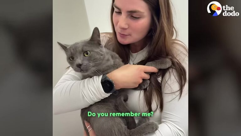 Cat Found Barely Alive On Pennsylvania Road Makes Miraculous Recovery That Changes A Family Forever