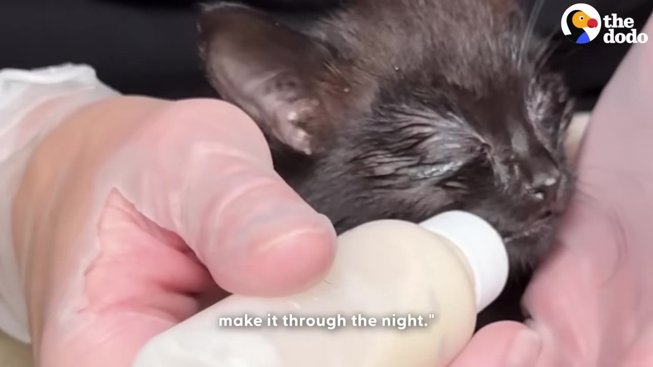 A close-up of a tiny black kitten being bottle-fed by a person wearing a clear glove.