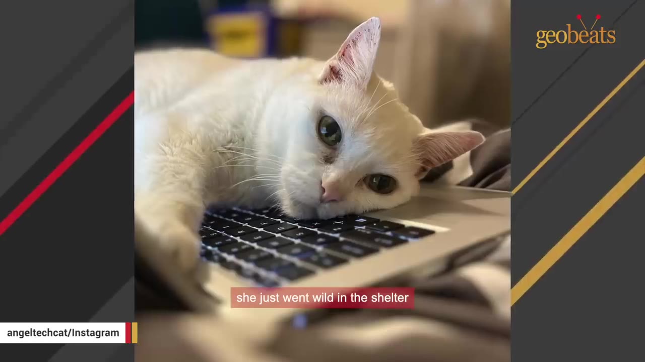 A white cat lies with its head resting on a laptop keyboard, looking directly at the camera with a sad expression.