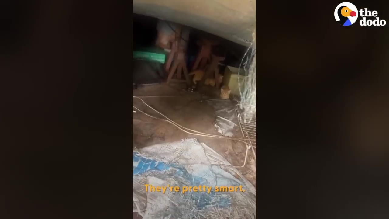 Small orange kittens huddled in a dark, dusty crawl space underneath a structure.