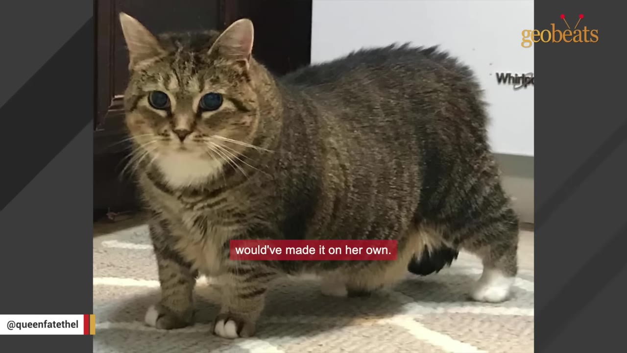 A brown tabby cat with white paws and a white chest stands on a patterned rug, looking directly at the camera.