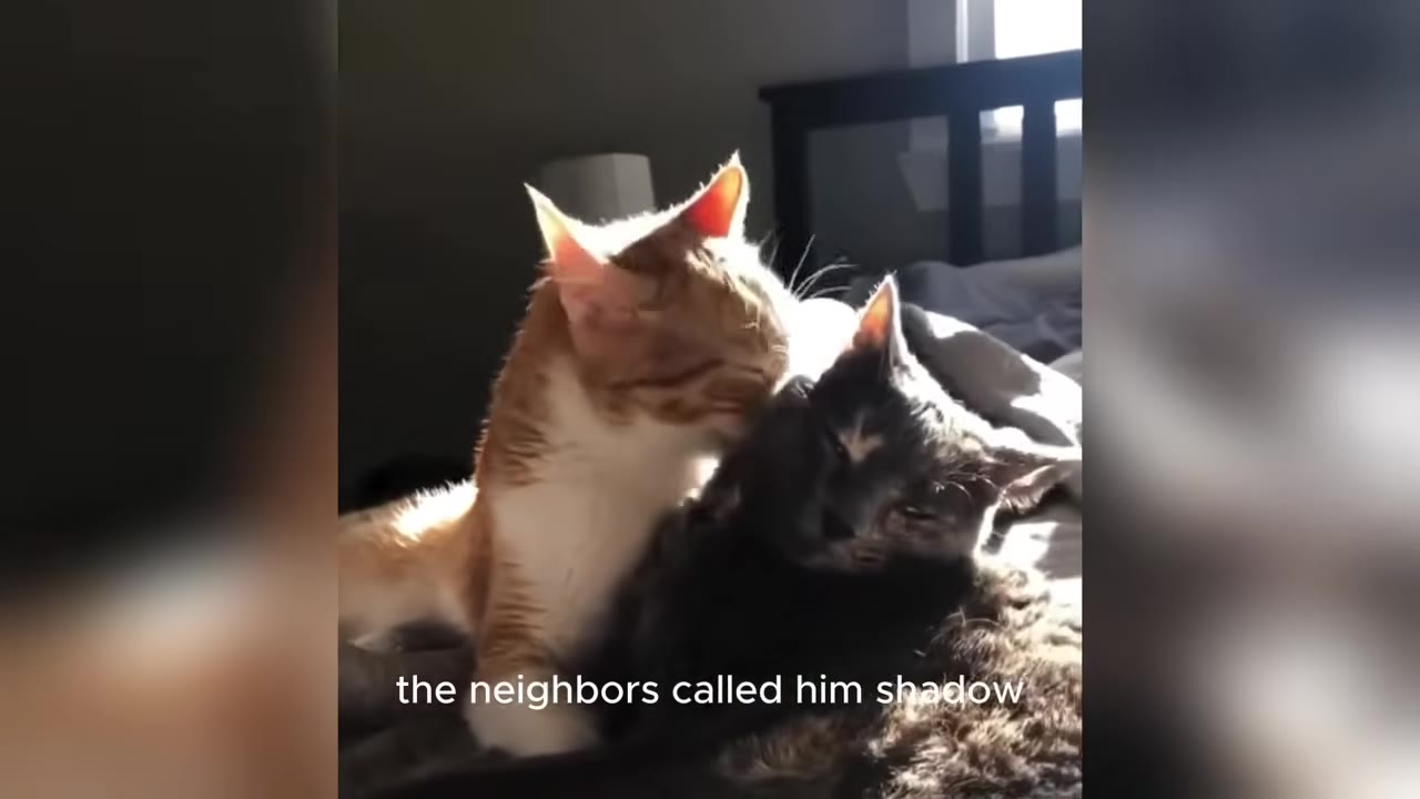 An orange and white cat grooms a dark grey cat lying on a bed in a sunlit room.