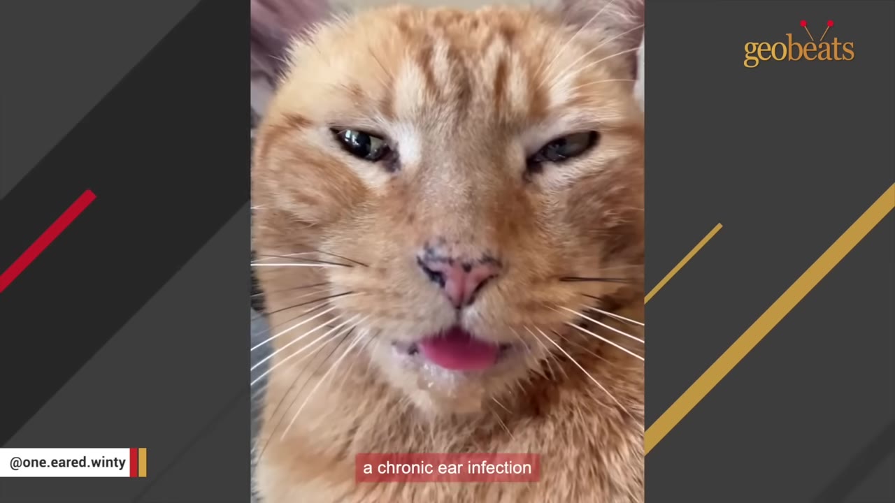 A close-up of an orange tabby cat with its tongue slightly sticking out, with a text overlay that reads 'a chronic ear infection'.