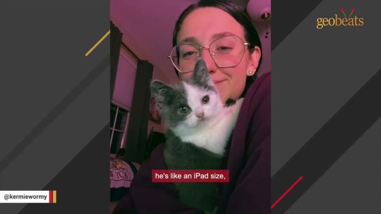 California Woman Rescues Starving Kitten Only To Discover A Rare Reason Why He’ll Never Grow Up