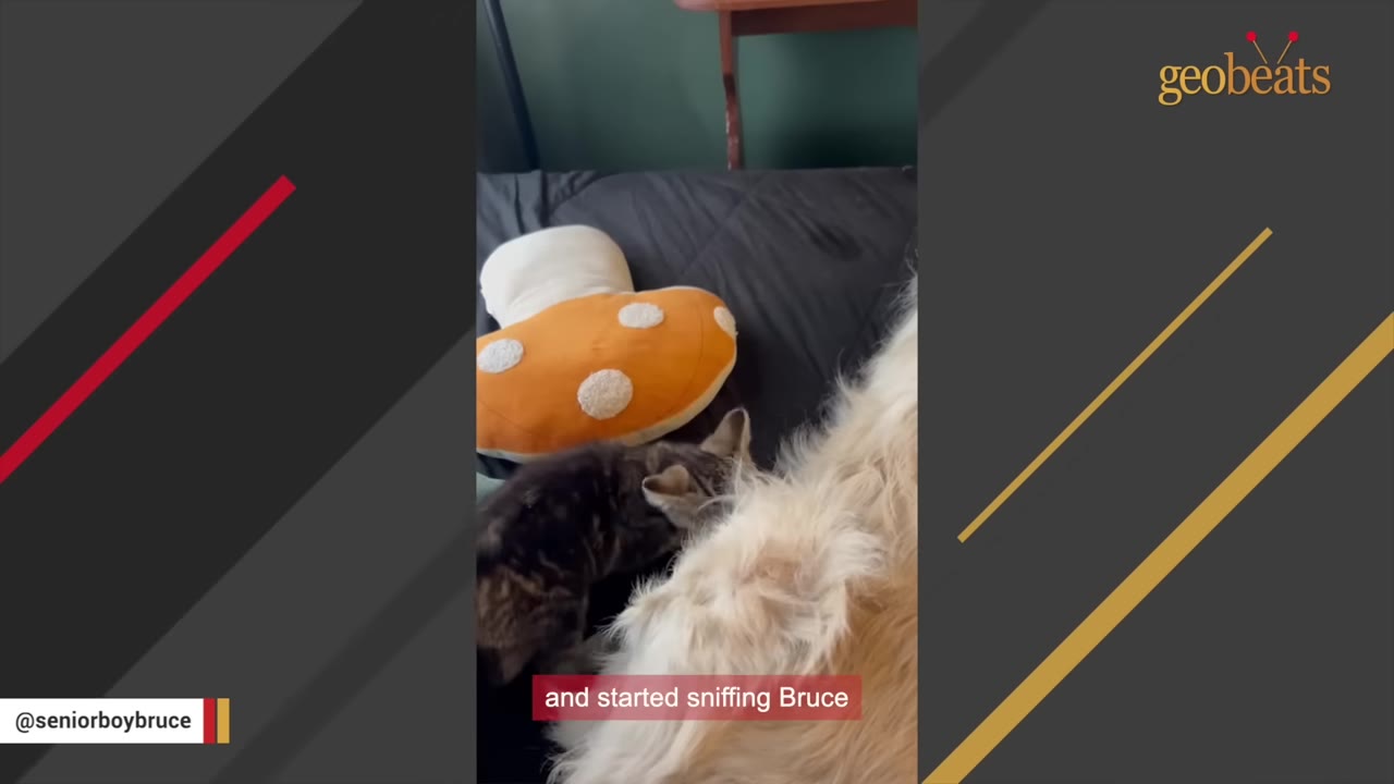 A small tabby kitten leans in to sniff the thick fur of a golden retriever lying on a bed.