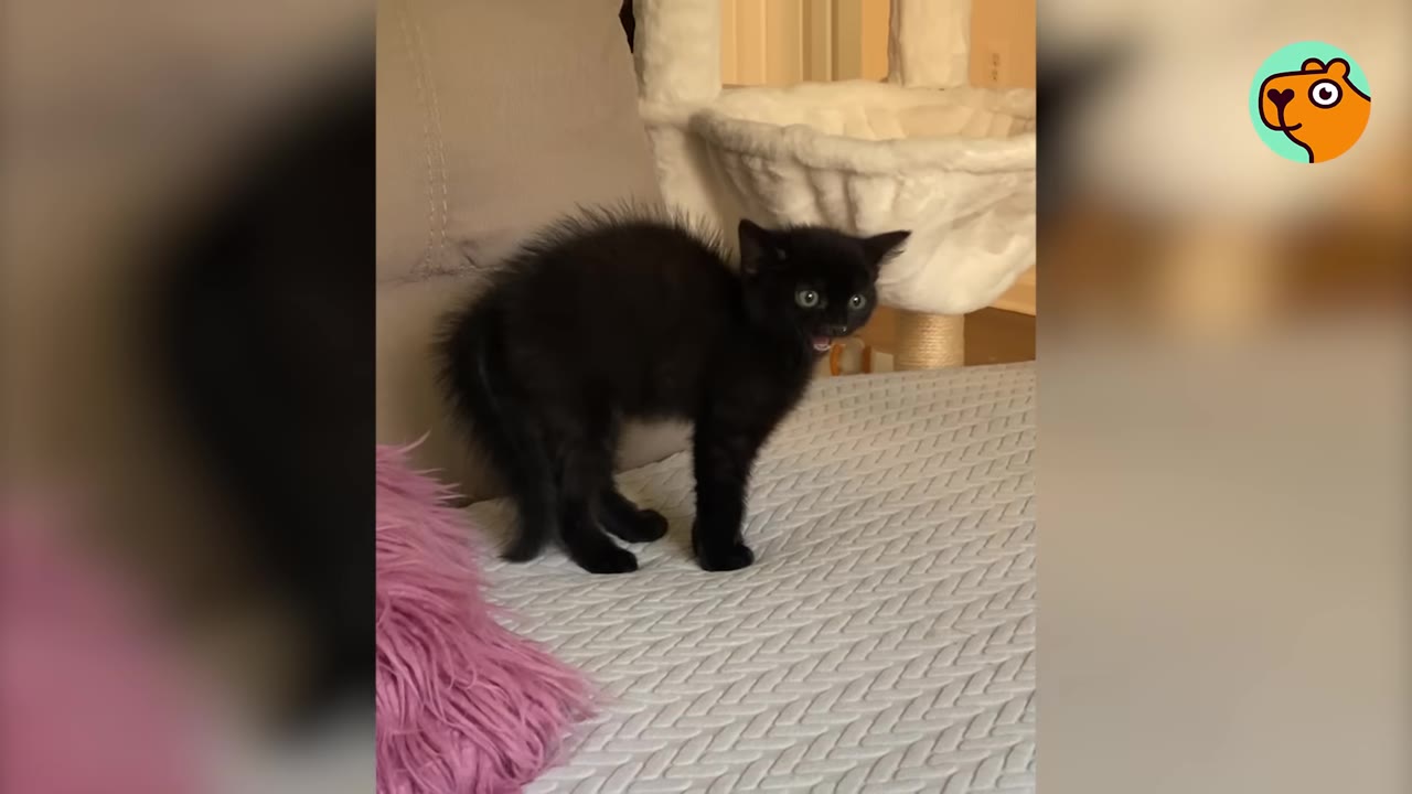 A small black kitten stands on a grey textured couch with its back arched, fur puffed up, and mouth slightly open in a defensive posture.