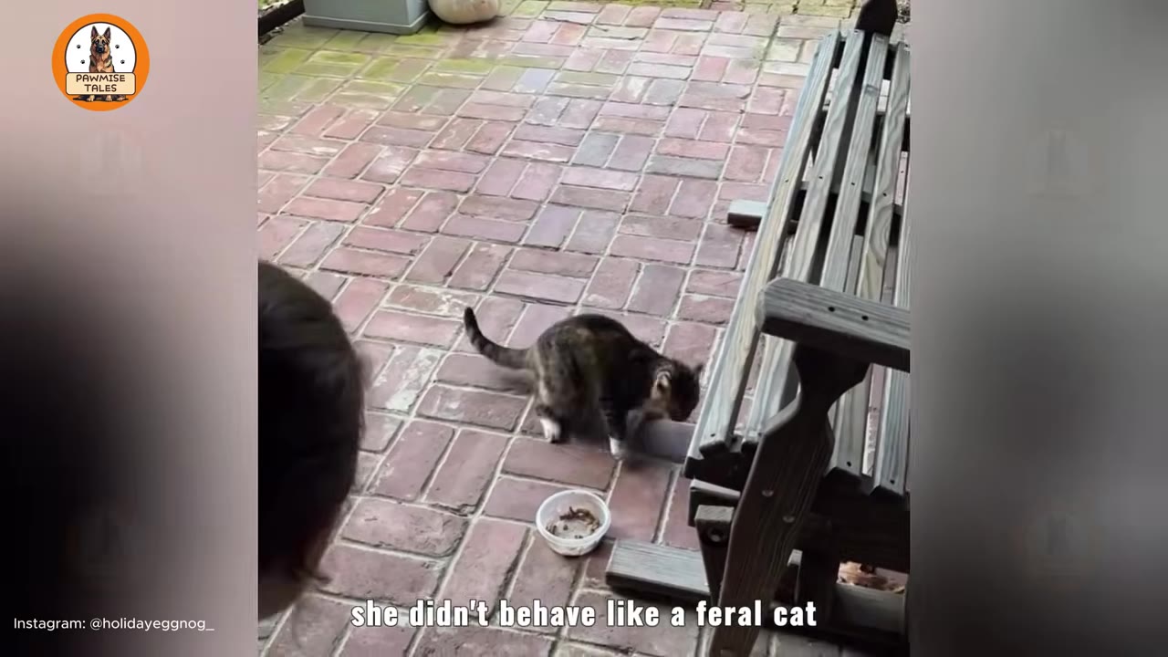 A tabby cat with white paws stands on a brick patio near a small white bowl and a wooden bench.